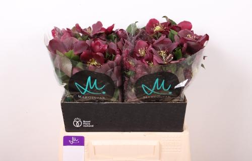 Helleborus 'Classic One'