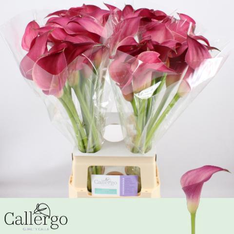 Zantedeschia 'Pink Jewel'