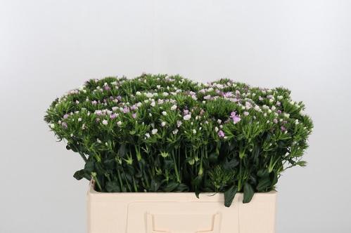 Dianthus barbatus 'Aldo Rose'