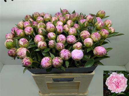 Paeonia Lactiflora Grp 'Sarah Bernhardt'