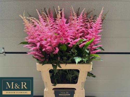 Astilbe Arendsii Grp 'Anita Pfeifer'