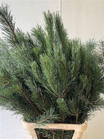 Pinus 'Alaska'