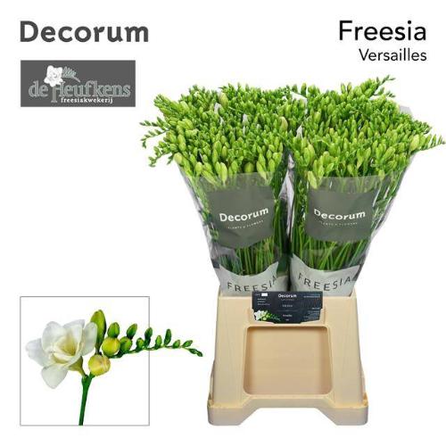 Freesia dubbelbloemig Versailles