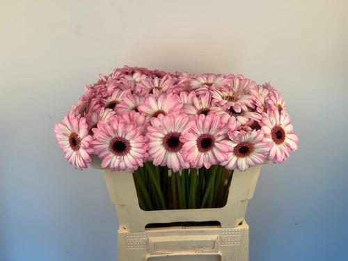 Gerbera mini 'Lollipop'