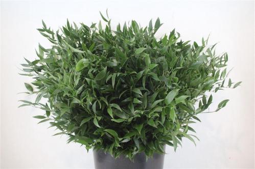 Ruscus aculeatus per bos