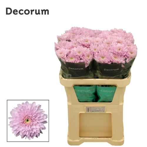 Chrysanthemum Indicum Grp geplozen kas Petrushka