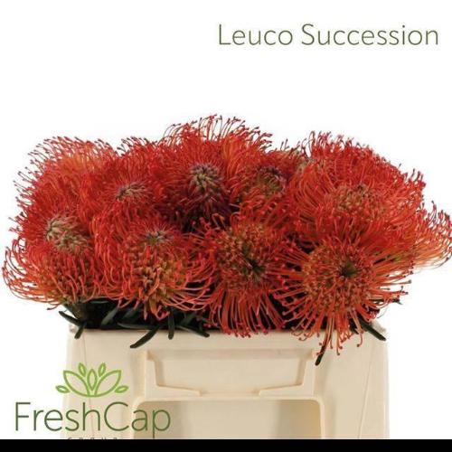 Leucospermum cordifolium 'Succession'