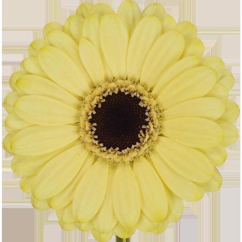 Gerbera mini 'Surfer'