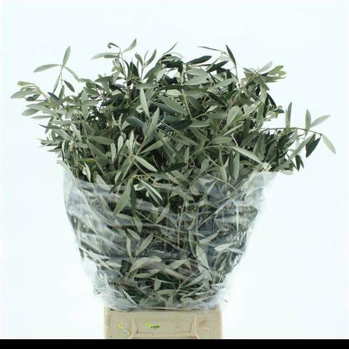 Olea europaea per bos