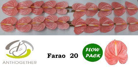 Anthurium (Andreanum Grp) Farao