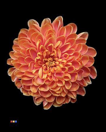 Chrysanthemum Indicum Grp tros kas kleurbehandeld H%