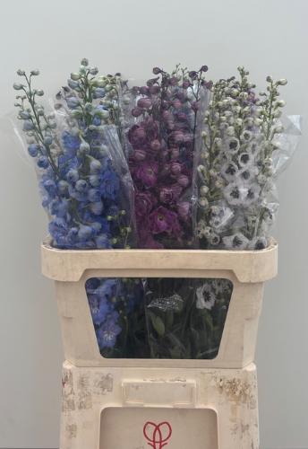 Delphinium dubbelbloemig gemengd