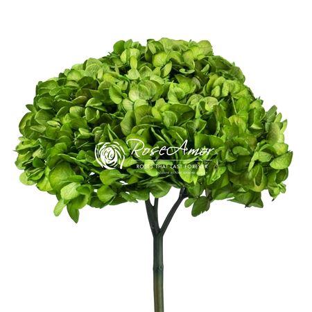 Rosa grootbloemig kleurbehandeld H%