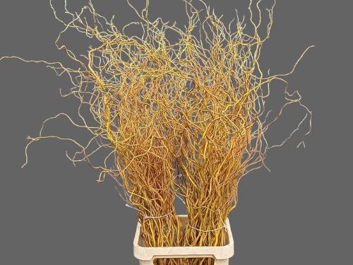 Salix 'Golden Curls'