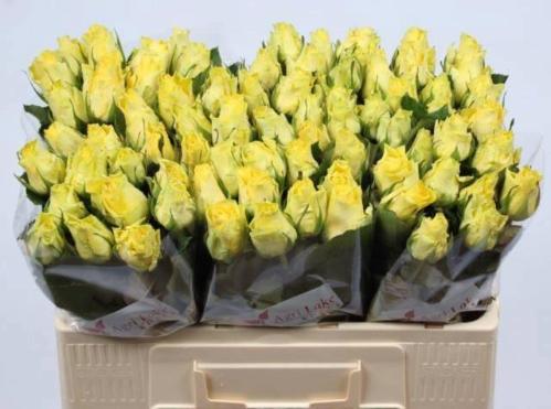 Rosa grootbloemig Minion Rose