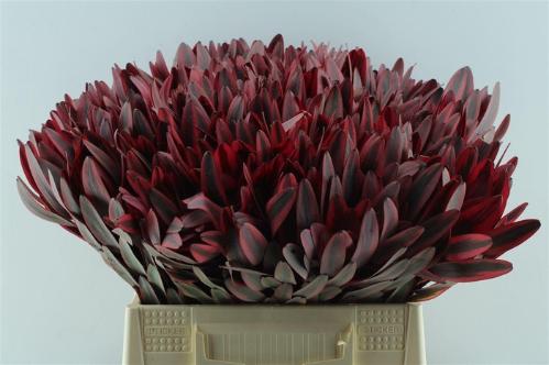 Leucadendron 'Jester'