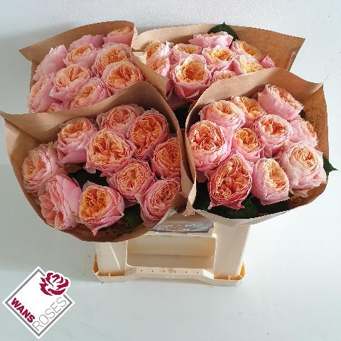 Rosa grootbloemig 'Vuvuzela'