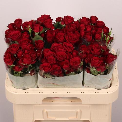 Rosa tros Red Trendsetter