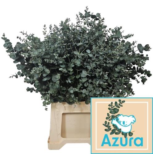 Eucalyptus gunnii Azura