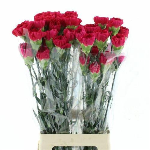 Dianthus standaard Bizet