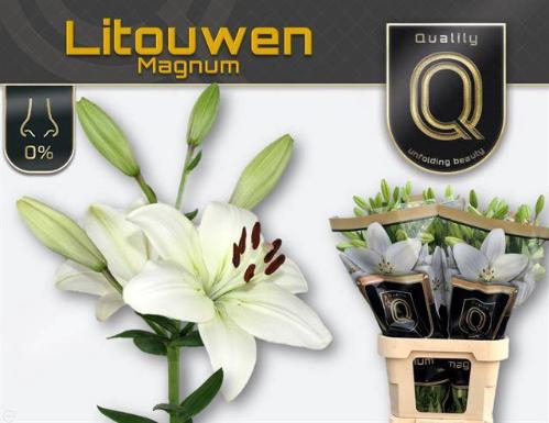 Lilium Longiflorum x Aziatische Grp 'Litouwen'