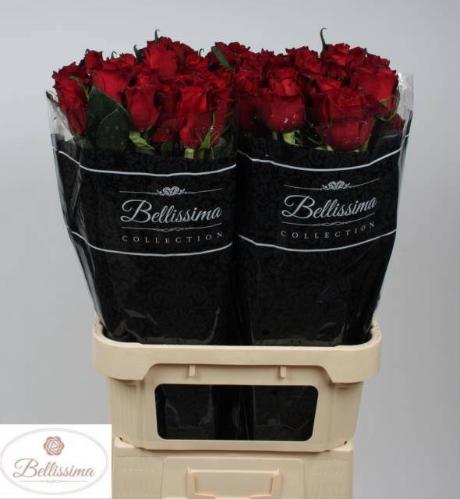 Rosa grootbloemig Ever Red