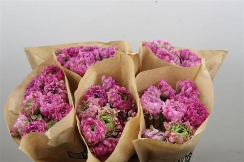 Ranunculus asiaticus 'Pon-Pon Malva'