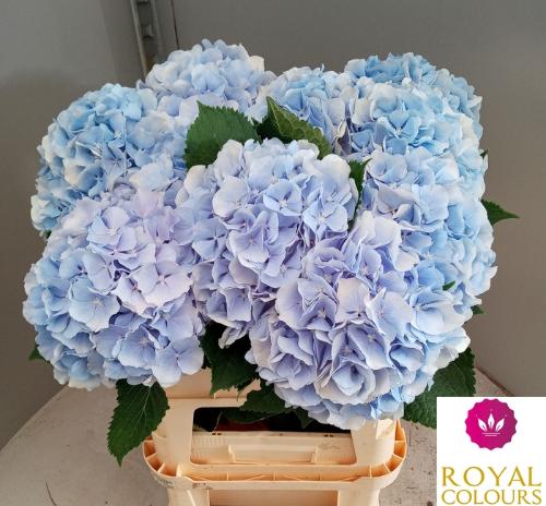 Hydrangea macrophylla 'Verena' (blauw)