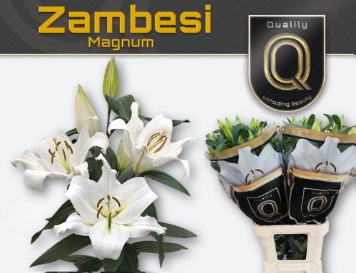 Lilium Oriental x Trumpet Grp 'Zambesi'