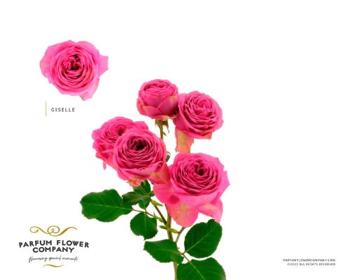 Rosa tros Giselle!