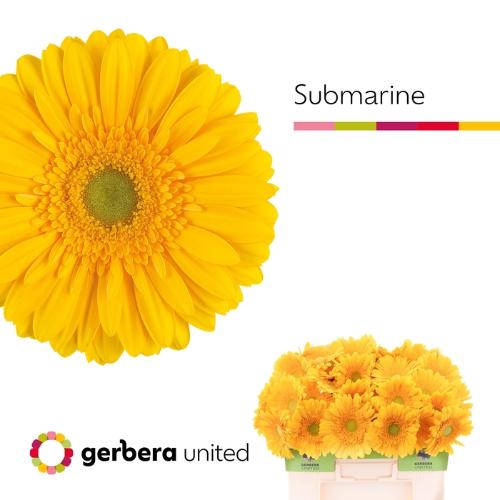 Gerbera grootbloemig 'Submarine'