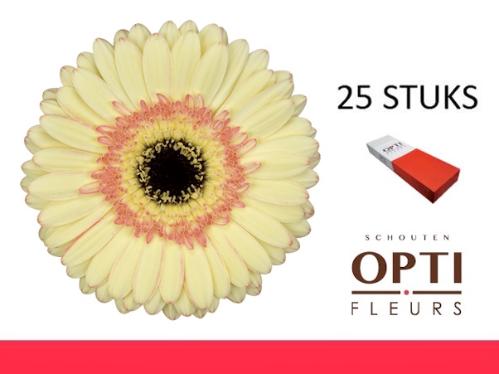 Gerbera grootbloemig 'Cartizze'