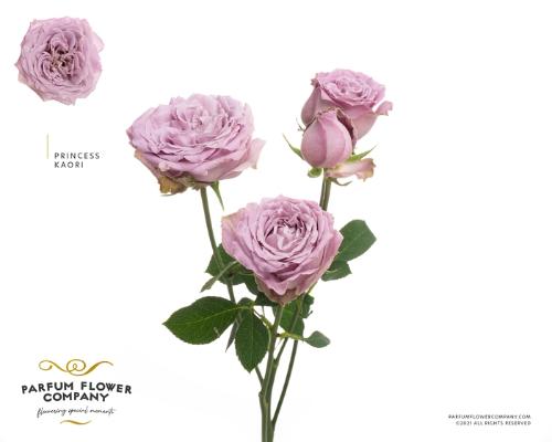 Rosa tros overig
