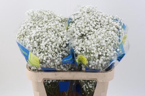 Gypsophila paniculata Xlence