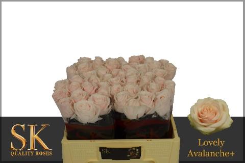 Rosa grootbloemig Lovely Avalanche+