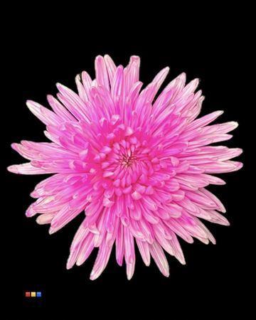 Chrysanthemum (Indicum Grp) geplozen Topspin kleurbehandeld H%