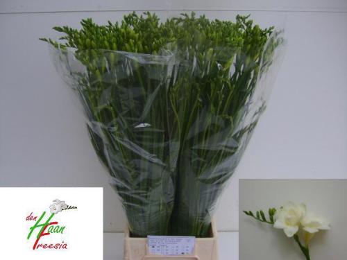 Freesia dubbelbloemig Versailles