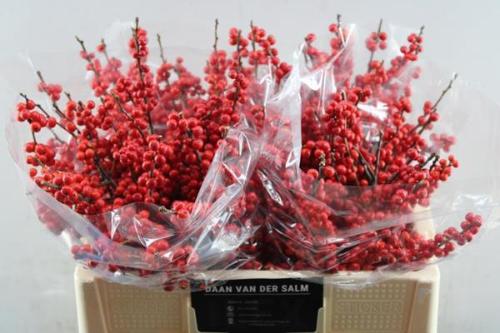 Ilex verticillata 'Oosterwijk'