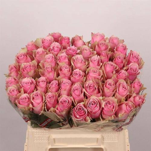 Rosa grootbloemig Athena Royale