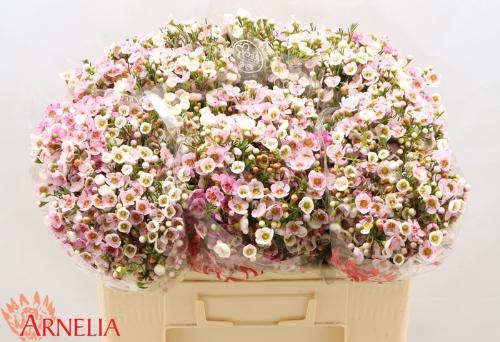 Chamelaucium 'Choir Girl'