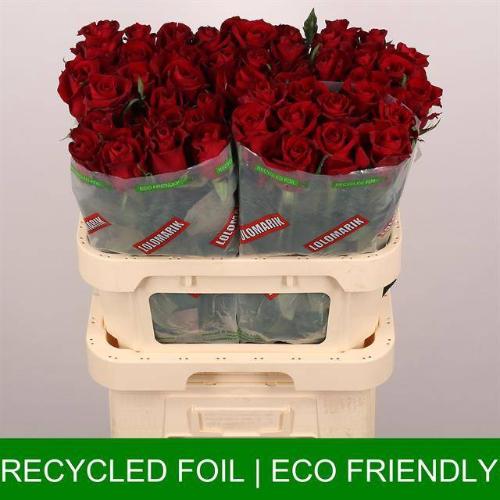 Rosa grootbloemig Ever Red