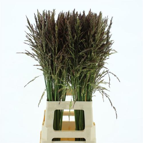 Panicum violaceum 'Umbrella'
