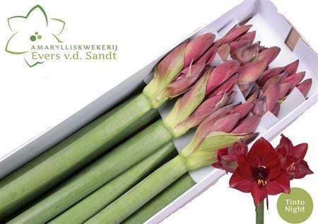 Hippeastrum Galaxy Grp 'Tinto Night'