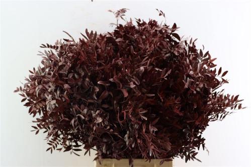 Pistacia kleurbehandeld H%