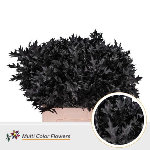 Quercus palustris kleurbehandeld H%
