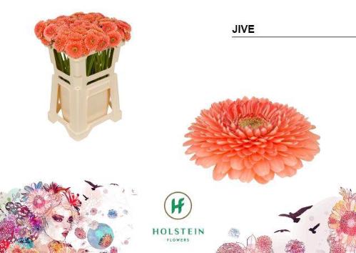 Gerbera mini bolvormig Gerponi Jive