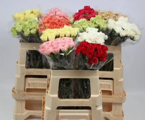 Dianthus standaard gemengd