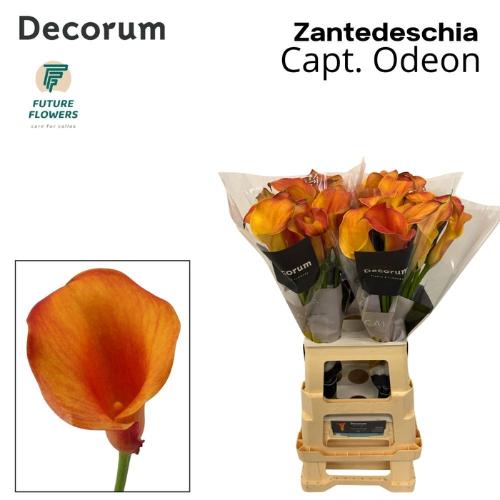 Zantedeschia 'Captain Odeon'
