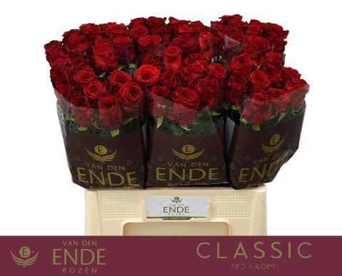 Rosa grootbloemig Red Naomi!