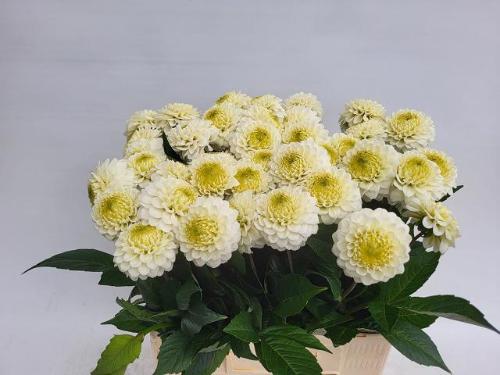 Dahlia (Ball Grp) 'Caro'